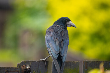 Crow on the gate