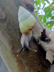 white snail, tree snail, albino snail (amphidromus inversus) crawling on a branch