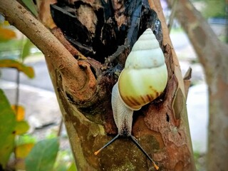white snail, tree snail, albino snail (amphidromus inversus) crawling on a branch