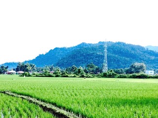 Fototapeta premium Idyllic agricultural landscape showing rice paddies, palm trees, and forested mountains. Padang, West Sumatera.