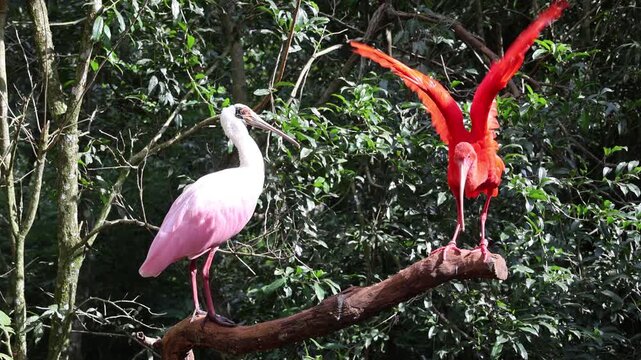 A scarlet ibis and a spoonbill perched on a tree trunk; the ibis is moving and spreading its wings.