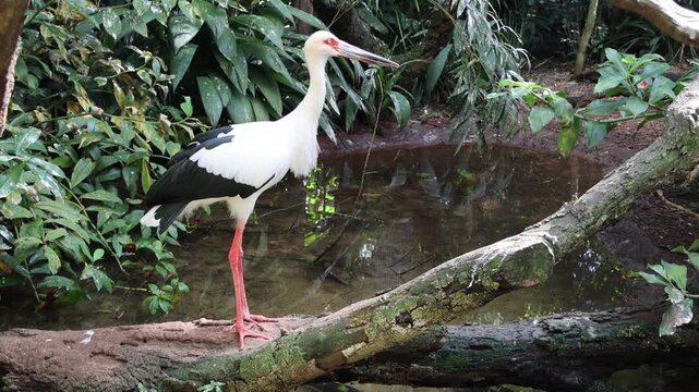 A large stork species called Maguari Stork next to a small lake