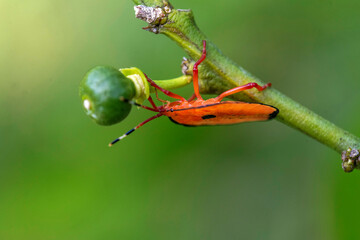 Bronze orange Bug (Musgraveia sulciventris) on a citrus plant