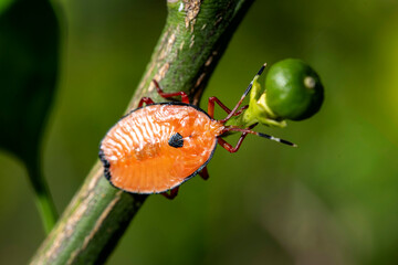 Bronze orange Bug (Musgraveia sulciventris) on a citrus plant