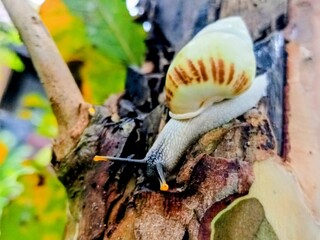 white snail, tree snail, albino snail (amphidromus inversus) crawling on a branch