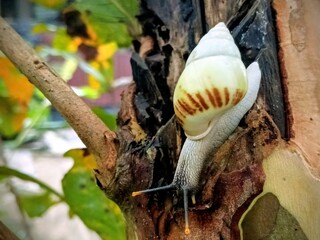 white snail, tree snail, albino snail (amphidromus inversus) crawling on a branch