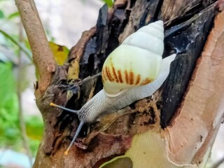 white snail, tree snail, albino snail (amphidromus inversus) crawling on a branch
