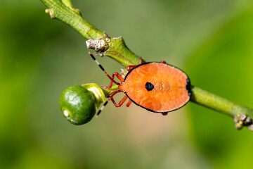 Bronze orange Bug (Musgraveia sulciventris) on a citrus plant