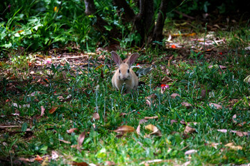 European Rabbit (Oryctolagus cuniculus)