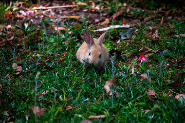 European Rabbit (Oryctolagus cuniculus)