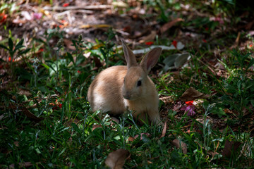 European Rabbit (Oryctolagus cuniculus)