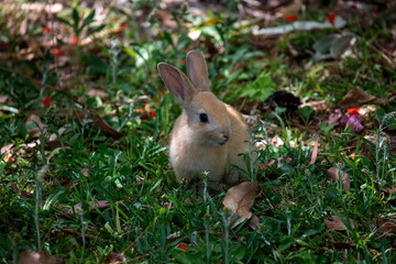 European Rabbit (Oryctolagus cuniculus)