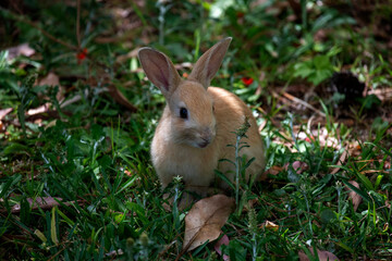 European Rabbit (Oryctolagus cuniculus)