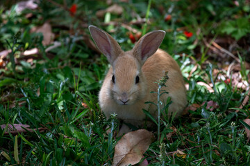 European Rabbit (Oryctolagus cuniculus)