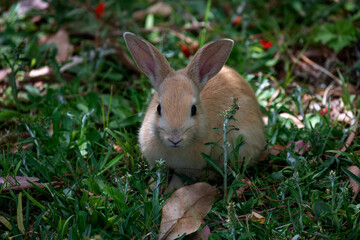 European Rabbit (Oryctolagus cuniculus)
