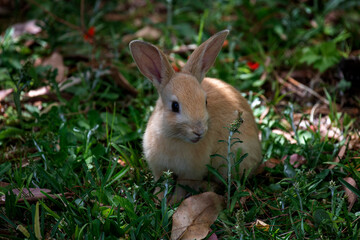 European Rabbit (Oryctolagus cuniculus)