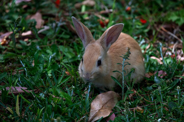 European Rabbit (Oryctolagus cuniculus)