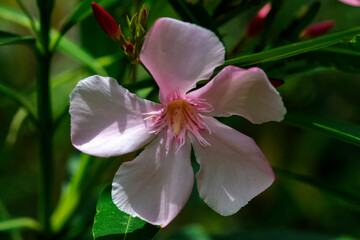 Obraz premium Oleander (Nerium oleander) Flower