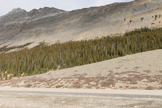 Rocky Mountain Forest and Slope Opposite the Athabasca Glacier, Jasper National Park