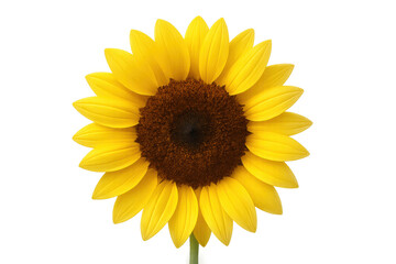 Fototapeta premium Blooming sunflower with bright yellow petals and brown center on transparent background representing summer and nature