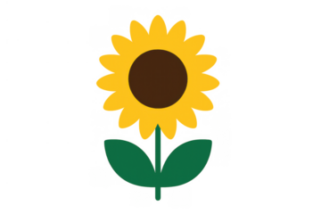 Sunflower vector illustration presenting a simple yellow flower with green leaves and a dark center, transparent background