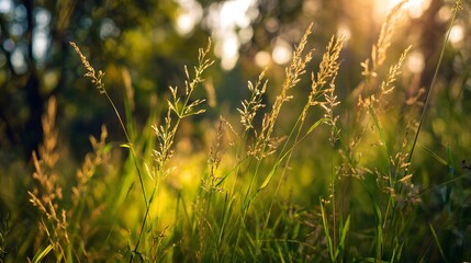 Tall blades of wild grass catch brilliant golden sunlight in a meadow setting