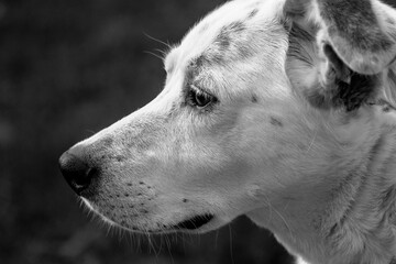 Obraz premium Gaze of a loyal dog in black and white
