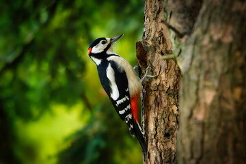 Close-up of a Great Spotted Woodpecker (Dendrocopos major) clinging to a pine tree trunk, with vibrant black, white, and red plumage, against a green forest background