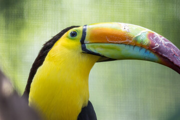 Colorful toucan, up close, keeled bill