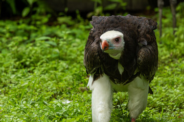 Fluffy bird, white head vulture, full body