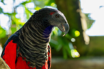 Parrot, black and red vulturine or dracula parrot
