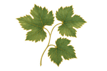 Grapevine leaves illustration with golden outline on plant stem, elegant botanical design, transparent background