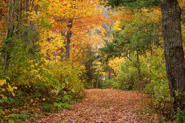 view of colorful autumn forest of Prince Edward Island Canada. High quality 4k footage