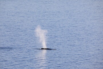 Whale surfacing in the wild sea