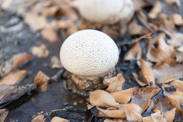 Forest mushrooming in nature. Wild nature. Common puffball mushroom. Lycoperdon perlatum macro. Mushrooming in autumn forest. Mushroom fungus growing outdoor. Puffball mushroom in forest nature