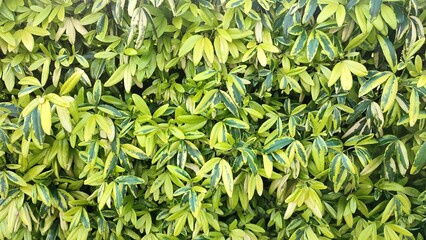Beautiful view of Euonymus fortunei or Choisya ternata plant
