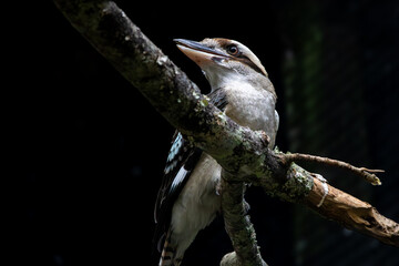 Kookabura bird on a branch, Australian bird of prey 