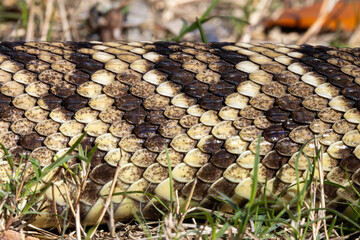 Snake print, rattlesnake in the yard