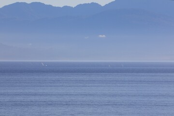 Pack of whale surfacing in the wild