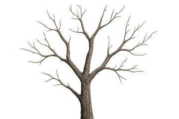 Fototapeta premium Leafless deciduous tree with bare branches, dry bark, winter nature concept, transparent cutout for seasonal design