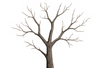 Leafless deciduous tree with bare branches, dry bark, winter nature concept, transparent cutout for seasonal design