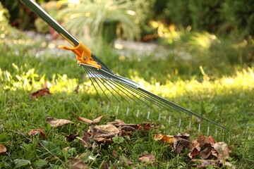 Gathering fallen leaves with fan rake on green lawn outdoors, closeup