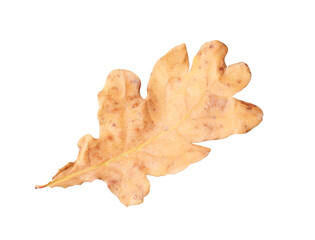 One dry oak leaf isolated on white. Autumn season