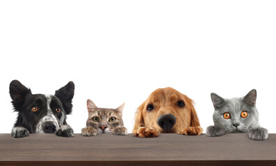 Cats and dogs peering out, with their paws on table. White background