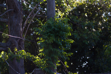 green trees with lush leaves in a sunny park