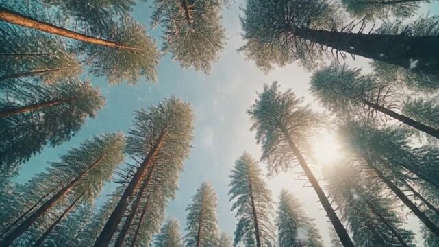 A majestic low angle of tall pine trees rising into a bright blue sky. Sunlight shines through the leaves, creating a peaceful and natural atmosphere. This image is perfect for as