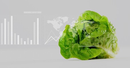 Displaying fresh green lettuce fanning crisp leaves on white tabletop, with analytics overlays © vectorfusionart