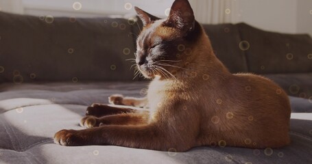 Basking brown cat lying on grey sofa cushion in living room, with backrest, lens flare orbs