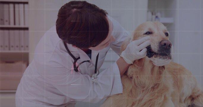 Vet wearing coat and gloves gently inspecting golden retriever mouth in exam room, with stethoscope