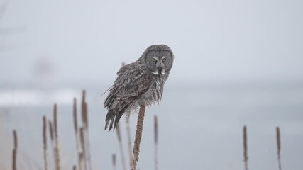 A great gray owl balances on a delicate reed during a snow storm